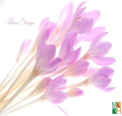  Tranh dán tường Hàn Quốc hoa nghệ tây đẹp FW - 066